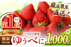 イチゴ 生産量 西 日本一 ‼ 厳選農家直送 いちご ゆうべに 約 1000g | フルーツ 果物 くだもの 苺 いちご  熊本県 玉名市