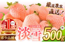 イチゴ 生産量 西 日本一 ‼ 厳選農家直送 いちご 淡雪 約 500g | フルーツ 果物 くだもの 苺 いちご 白 いちご 淡雪 熊本県 玉名市