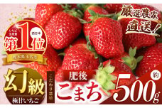 イチゴ 生産量 西 日本一 ‼ 厳選農家直送 いちご 肥後こまち 約 500g | フルーツ 果物 くだもの 苺 いちご 熊本県 玉名市