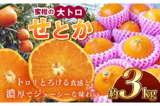 せとか 約3kg | 果物 くだもの フルーツ 柑橘類 みかん ミカン 水本オレンジガーデン 熊本県 玉名市 旬  スイーツ 高級品種 高糖度 産地直送
