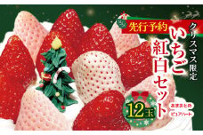 【 先行予約 】 クリスマス限定 いちご紅白セット 12玉 ｜ 果物 くだもの フルーツ 白いちご いちご 苺 イチゴ セット 食べ比べ クリスマス限定 あまおとめ ピュアハート 1㎏ 熊本県 玉名市