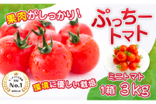 ぷっちートマト ミニトマト 3kg | 野菜 やさい ミニトマト ミニ とまと トマト 3kg リコピン 熊本県 玉名市