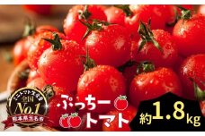 ぷっちートマト ミニトマト 1.8kg | 野菜 やさい ミニトマト ミニ とまと トマト 1.8kg リコピン 熊本県 玉名市