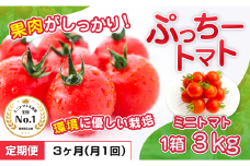ぷっちートマト ミニトマト 3kg×3回 定期便 | 野菜 やさい ミニトマト ミニ とまと トマト 3kg 3回 定期便 リコピン 熊本県 玉名市
