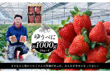 選べる3種類 イチゴ 約1000g ゆうべに | フルーツ 果物 くだもの イチゴ いちご 苺 熊本県 玉名市