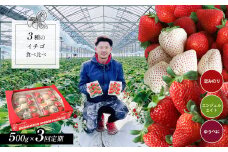【 定期便 3回 】 3品種 食べ比べ イチゴ 約 500g ゆうべに 恋みのり エンジェルエイト ｜ フルーツ 果物 イチゴ いちご 苺 白いちご 天使のいちご 熊本県 玉名市