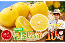 【 訳あり 】 ノナカ柑橘農園 河内晩柑 10kg ｜ 果物 くだもの フルーツ 柑橘 柑橘類 河内晩柑 和製グレープフルーツ 熊本県 玉名市