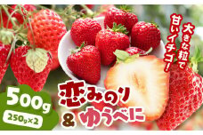 恋みのりとゆうべにセット 500g ｜ 果物 くだもの フルーツ いちご 苺 イチゴ 恋みのり ゆうべに セット 食べ比べ ジューシー 農家直送 熊本県 玉名市