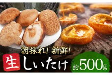 朝どれ 新鮮 生しいたけ 約500g | 山菜 野菜 きのこ キノコ しいたけ シイタケ 椎茸 生シイタケ 生椎茸 しんせん 熊本県 玉名市