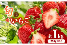 熊本県産 旬の いちご 約 1kg （250g ×4P） | フルーツ 果物 くだもの 苺 イチゴ 旬 熊本 熊本県 玉名市