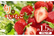 熊本県産 旬の いちご 約 1.5kg （250g ×6P） | フルーツ 果物 くだもの 苺 イチゴ 旬 熊本 熊本県 玉名市