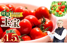 特選ミニトマト 「 玉宝 」 お試し 1.5kg | 野菜 やさい トマト ミニトマト 特選 熊本県 玉名市
