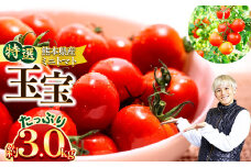 特選ミニトマト 「 玉宝 」 3kg | 野菜 やさい トマト ミニトマト 特選 熊本県 玉名市