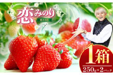 熊本県産 イチゴ 「 恋みのり 」 1箱（250g入り×2パック） | フルーツ 果物 くだもの いちご 苺 500g 熊本県 玉名市