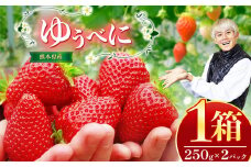 熊本県産 イチゴ 「 ゆうべに 」 1箱（250g入り×2パック） | フルーツ 果物 くだもの いちご 苺 500g 熊本県 玉名市