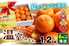 温室みかん 『豊華の夢ロード』 約1.2kg 化粧箱入り | 果物 くだもの 柑橘 みかん ミカン フルーツ 熊本 玉名