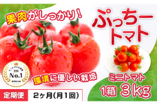 ぷっちートマト ミニトマト 3kg×2回 定期便 | 野菜 やさい ミニトマト ミニ とまと トマト 3kg 2回 定期便 リコピン 熊本県 玉名市