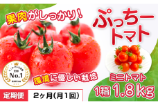ぷっちートマト ミニトマト 1.8kg×2回 定期便 | 野菜 やさい ミニトマト ミニ とまと トマト 1.8kg 2回 定期便 リコピン 熊本県 玉名市