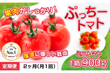 ぷっちートマト ミニトマト 900g×2回 定期便 | 野菜 やさい ミニトマト ミニ とまと トマト 900g 2回 定期便 リコピン 熊本県 玉名市