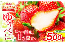 熊本 玉名産 いちご ゆうべに 約500g （ 250g×2パック ） ｜ 果物 くだもの フルーツ イチゴ 苺 熊本県 玉名市