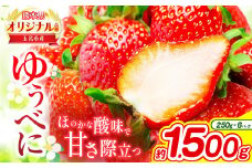 熊本 玉名産 いちご ゆうべに 約1.5kg （ 250g×6パック ） ｜ 果物 くだもの フルーツ イチゴ 苺 熊本県 玉名市