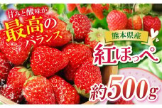 熊本たまな産 紅ほっぺ 約500g | フルーツ 果物 くだもの いちご 苺 イチゴ 人気 産地直送 熊本県 玉名市 