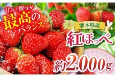 熊本たまな産 紅ほっぺ 約2000g | フルーツ くだもの 果物 いちご 苺 イチゴ 人気 産地直送 熊本県 玉名市