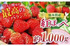 熊本たまな産 紅ほっぺ 約1000g | フルーツ くだもの 果物 いちご 苺 イチゴ 人気 産地直送 熊本県 玉名市