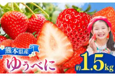 坂本いちご農園 ゆうべに 1.5㎏ ｜ 果物 くだもの フルーツ いちご 苺 イチゴ ゆうべに 1.5㎏ 熊本県 玉名市