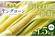 新鮮 朝採り ！ 皮つき ヤングコーン 約 1.5kg （ 約 20本 ） | 野菜 やさい コーン ベビーコーン 熊本県 玉名市