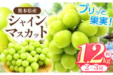 「 フルーツはぎお 」の シャインマスカット 1.2kg （2～3房） | フルーツ 果物 くだもの ぶどう ブドウ 葡萄 シャイン マスカット 種なし 種無し 熊本県 玉名市