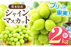 「 フルーツはぎお 」のシャインマスカット 約 2㎏ ｜ 果物 くだもの フルーツ ぶどう 葡萄 ブドウ シャインマスカット 旬 夏 熊本県 玉名市