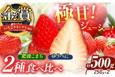 いちご 2種類 食べ比べ 肥後こまち ゆうべに  約500g（各250g） | 肥後こまち ゆうべに フルーツ 果物 くだもの 苺 いちご  熊本県 玉名市