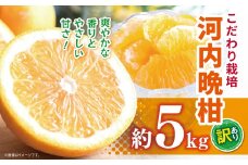 こだわり栽培 訳あり 河内晩柑 約 5kg iFARM 岩城農園 | フルーツ 果物 くだもの 柑橘類 柑橘 晩柑 河内 晩柑 みかん ミカン 訳アリ ご家庭用 家庭用 5キロ 熊本県 玉名市