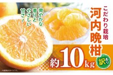 こだわり栽培 訳あり 河内晩柑 約 10kg iFARM 岩城農園 | フルーツ 果物 くだもの 柑橘類 柑橘 晩柑 河内 晩柑 みかん ミカン 訳アリ ご家庭用 家庭用 10キロ 熊本県 玉名市