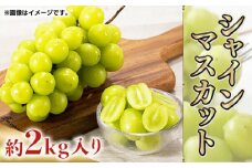【先行予約】【数量限定】シャインマスカット 約2kg入り【くまふる】 [ZBG026]