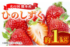 【先行予約】【数量限定】 ひのしずく 約1kg 【くまふる】いちご 苺 イチゴ 冷蔵 くまもと 熊本 熊本県 特産品  [ZBG027]