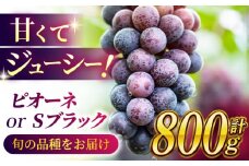 【数量限定】ピオーネ or Sブラック 800g（2房） ブドウ 葡萄 おすすめ 国産 熊本県 山鹿 果物 くだもの フルーツ 人気 ランキング 特産品 ブラックシャインマスカット 種類 産地 季節 評価 ブランド 地域 送料無料【合同会社 社方園】[ZBZ002]