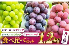 【数量限定】ぶどうの宝石 3色 食べ比べセット 計1.2kg（3房） ぶどう シャインマスカット ピオーネ Sブラック クイーンニーナ 葡萄 ブドウ 果物 くだもの フルーツ マスカット 国産 九州産 熊本産 山鹿市 送料無料【合同会社 社方園】[ZBZ004]