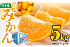 【先行予約】 青島 みかん 約 5kg 化粧箱入り 【かきやま果実】ミカン 柑橘 贈答 濃厚 くだもの 果物  [ZCJ010]