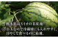 小玉 すいか 2玉 スイカ 西瓜 くだもの 人気 季節物 新鮮 産地直送 糖度 高品質 特産 種類 山鹿市 くまもと 熊本県産