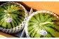 小玉 すいか 2玉 スイカ 西瓜 くだもの 人気 季節物 新鮮 産地直送 糖度 高品質 特産 種類 山鹿市 くまもと 熊本県産