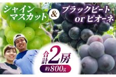 【先行予約】【数量限定】大人気白黒セット シャインマスカット ピオーネorブラックビート 朝採り 計2房（800g）【合同会社 光農園(松尾果樹園)】ブドウ マスカット  熊本 くだもの 果樹園 [ZCR002]