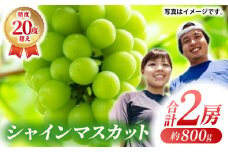 【先行予約】【数量限定】シャインマスカット 2房（800g）【合同会社 光農園(松尾果樹園)】マスカット ブドウ 熊本 朝採り くだもの [ZCR003]