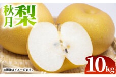 【先行予約】【数量限定】秋月 梨 約10kg（18～36玉）【くまふる】 [ZBG019]