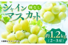 【先行予約】【数量限定】 シャインマスカット 約1.2kg 2～3房 ぶどう 種なし 葡萄 ブドウ ぶどう 皮ごと食べられる 旬 果物 国産 熊本県 特産 シャイン マスカット フルーツ くだもの 種なし 山鹿市 【合同会社 福福堂】[ZCN006]