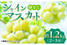 【先行予約】 シャインマスカット 約1.2kg 2～3房 ぶどう 種なし 葡萄 ブドウ ぶどう 皮ごと食べられる 旬 果物 国産 熊本県 特産 シャイン マスカット フルーツ くだもの 種なし 山鹿市 【合同会社 福福堂】[ZCN006]