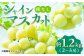 シャインマスカット ぶどう 種なし 旬 おすすめ ジューシー 新鮮 高糖度 甘い おいしい 高評価 人気 国産 熊本 山鹿市