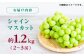 シャインマスカット ぶどう 種なし 旬 おすすめ ジューシー 新鮮 高糖度 甘い おいしい 高評価 人気 国産 熊本 山鹿市