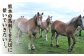  国産 馬刺し 熊本 カット済み 赤身 スライス馬刺し 冷凍 小分け 馬刺 ばさし バサシ 馬肉 刺身 ヘルシー おつまみ 晩酌
